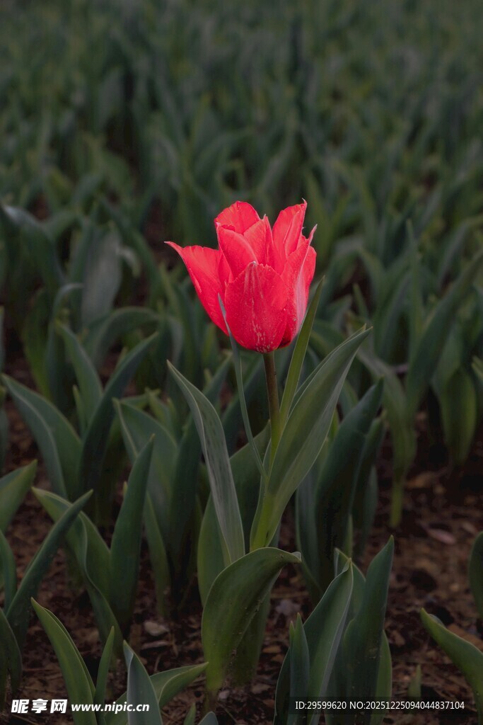 娇艳红郁金香绽放