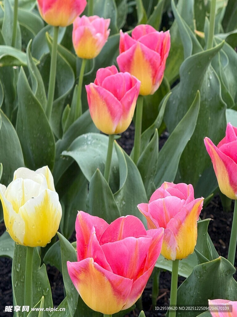 多彩郁金香绽放美景