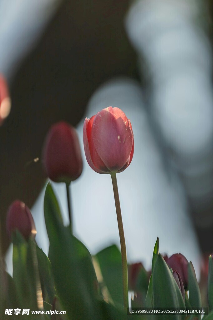 阳光下的娇艳红色郁金香