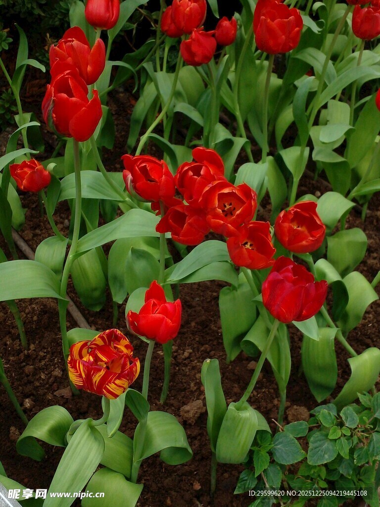 鲜艳红郁金香绽放