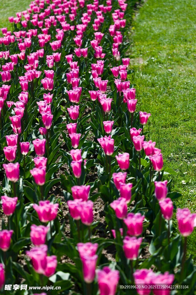 粉色郁金香花海美景