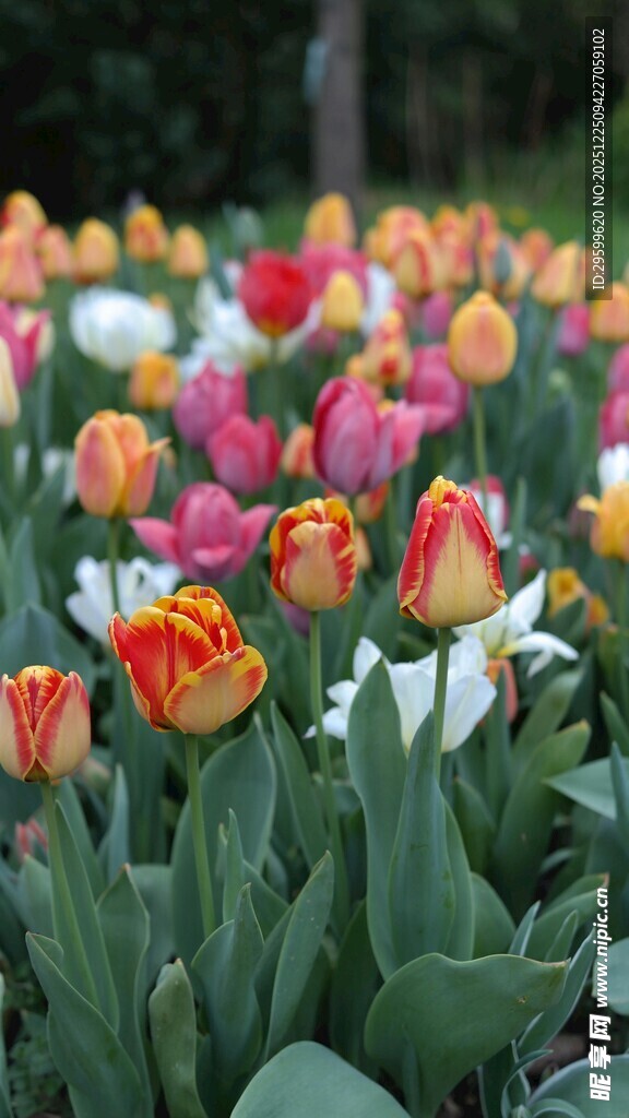 多彩郁金香花海绽放