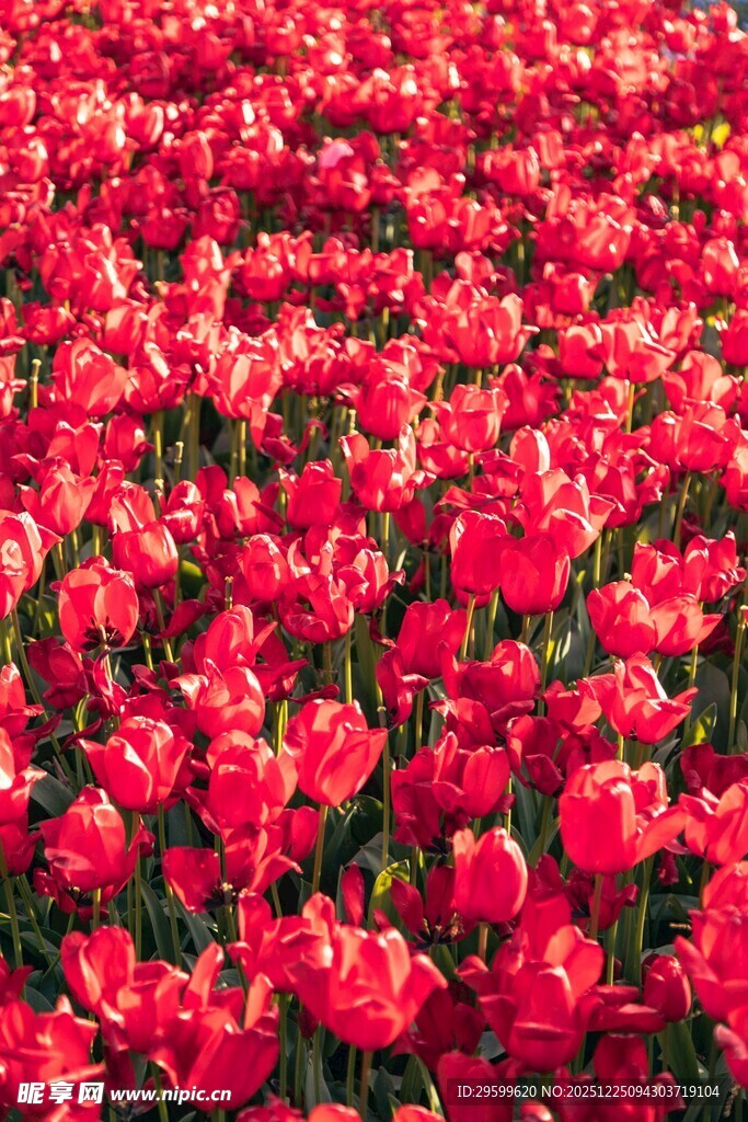 红色郁金香花海