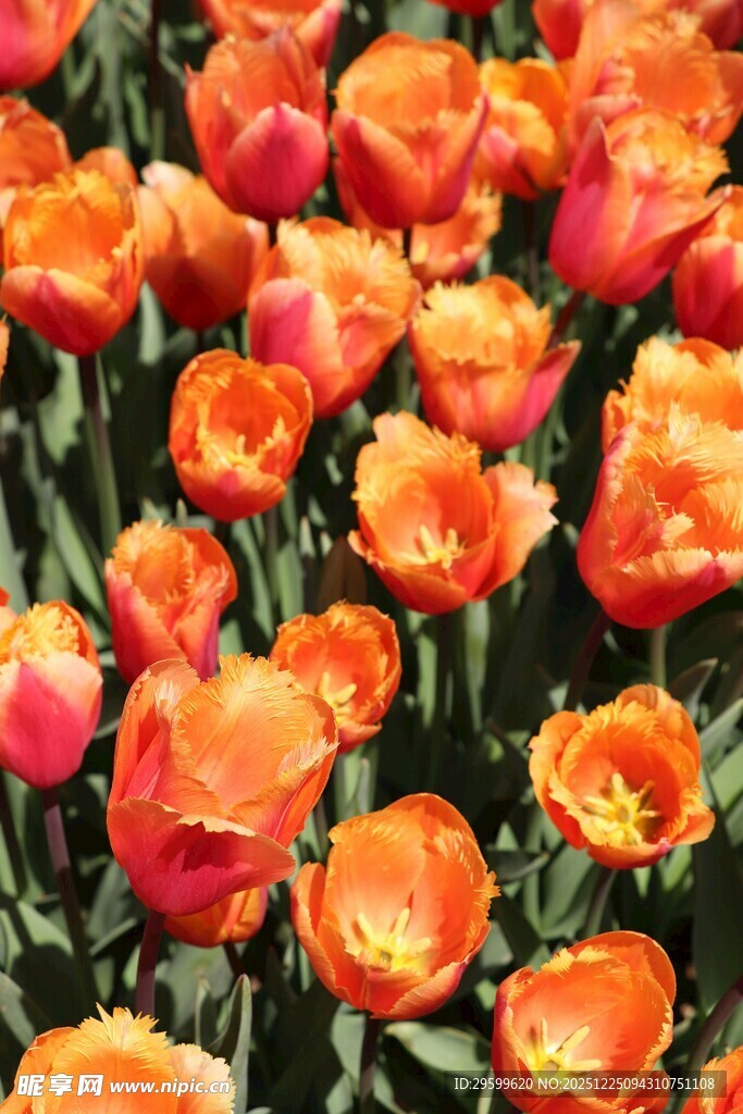 鲜艳橙色郁金香花海