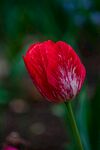 娇艳红郁金香特写