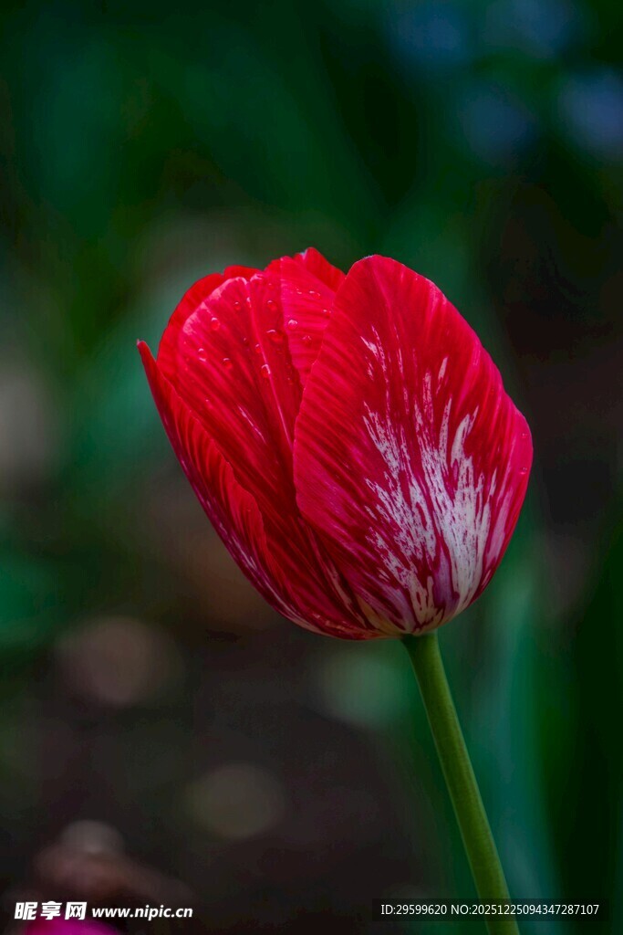 娇艳红郁金香特写