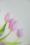 粉色郁金香特写
