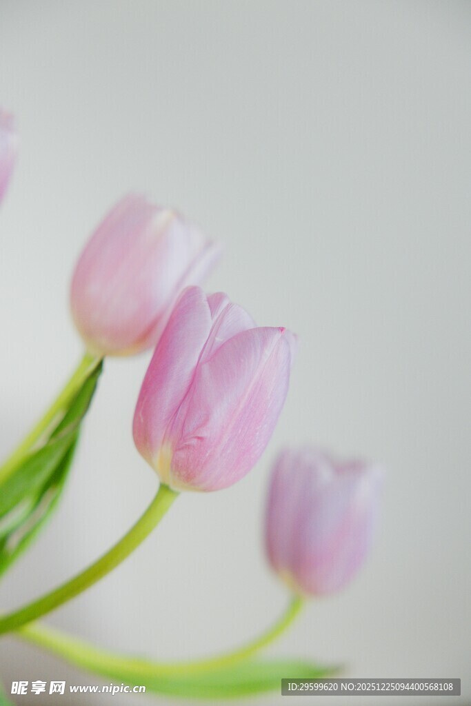 粉色郁金香特写