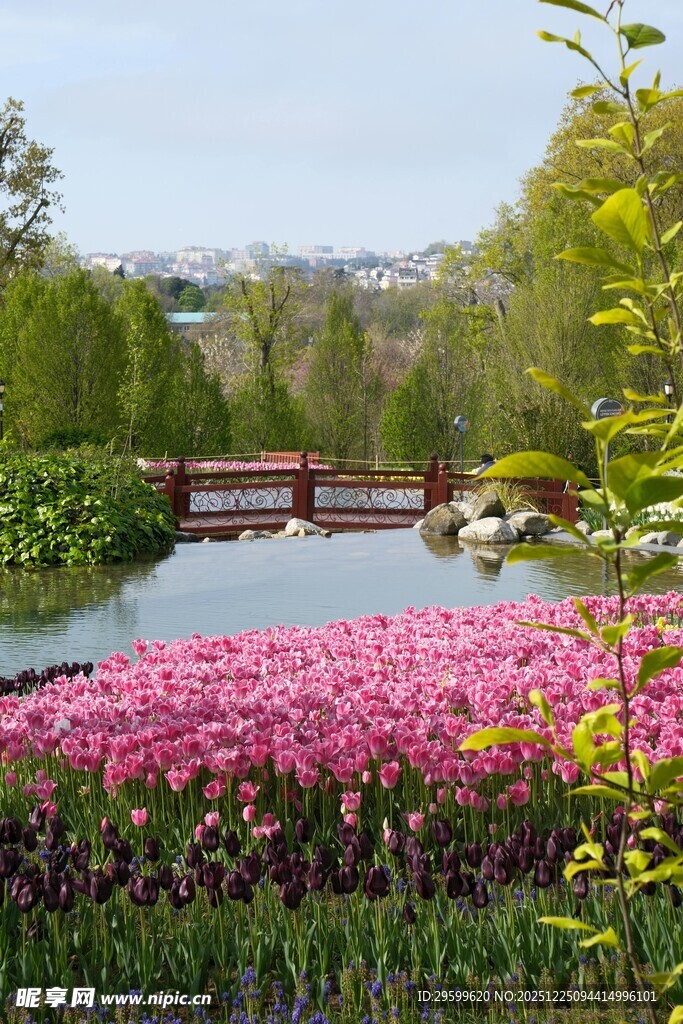 春日繁花似锦的花园景观