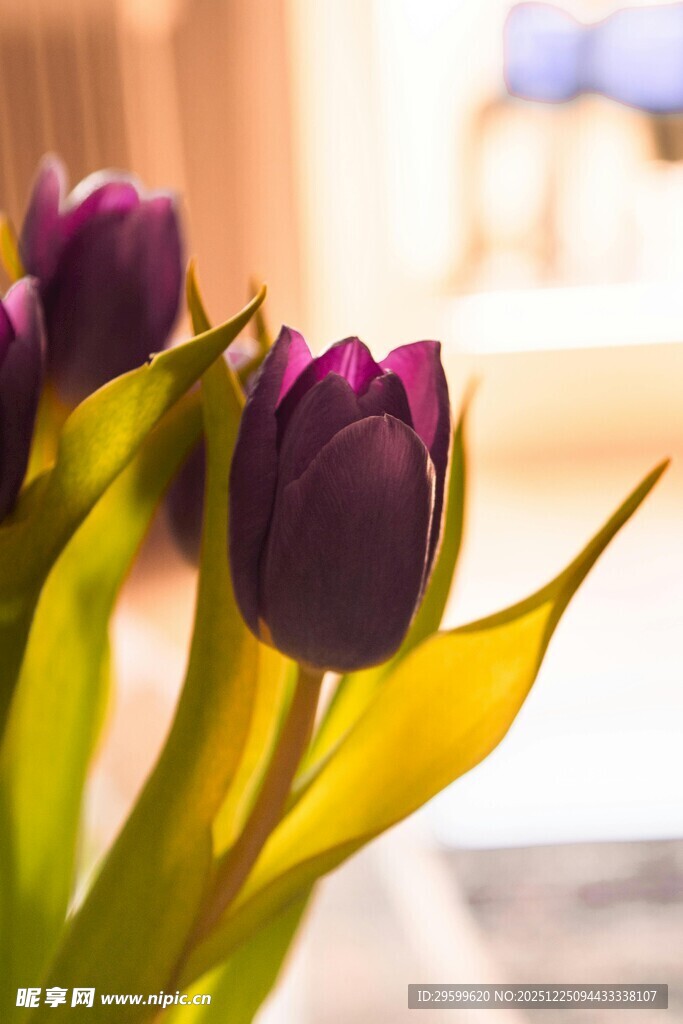 紫色郁金香绽放的美丽