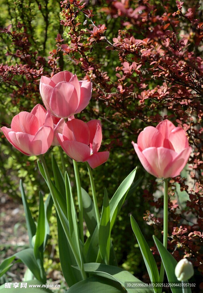 娇艳粉色郁金香绽放