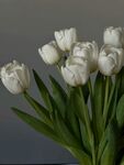 白色郁金香花束
