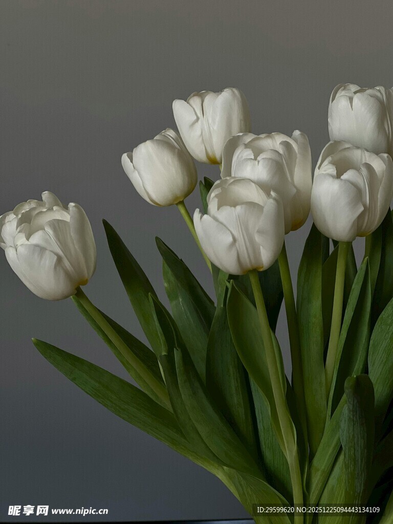 白色郁金香花束