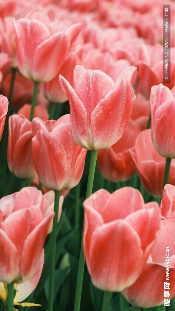 粉色郁金香花海美景