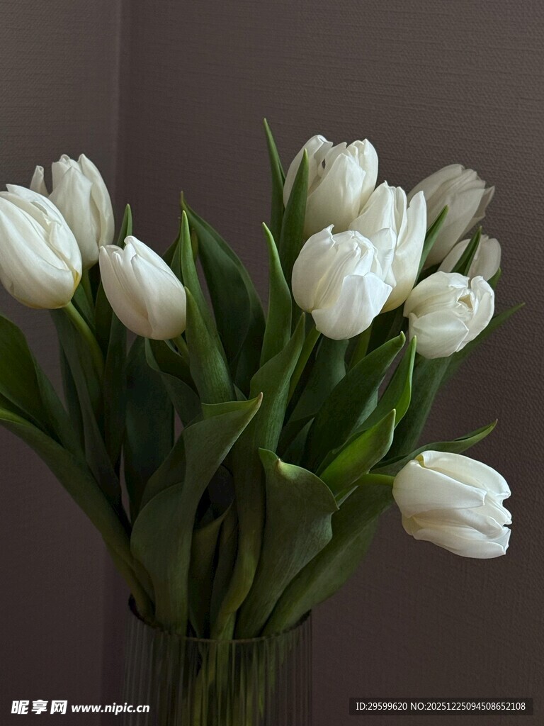 白色郁金香花束