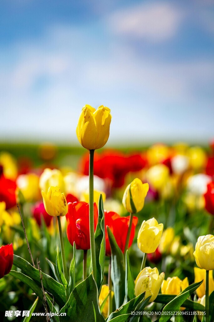 多彩郁金香花海美景