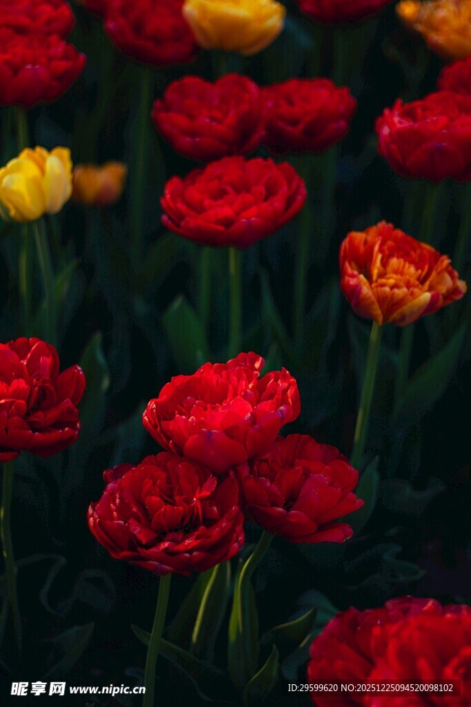 鲜艳多彩的绽放郁金香