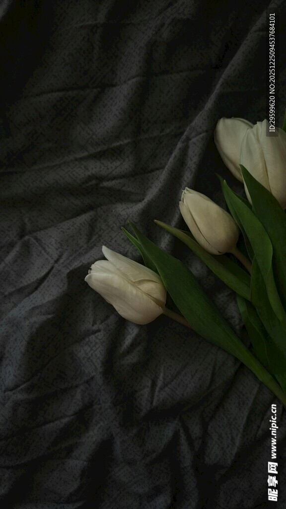 黑底上的白色郁金香