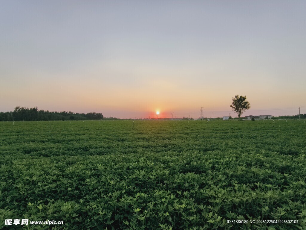 田野花生地日落美景