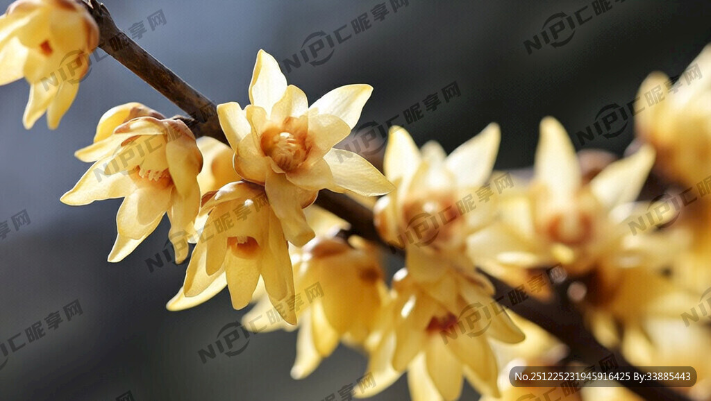 用金色画一幅腊梅花 不要背景