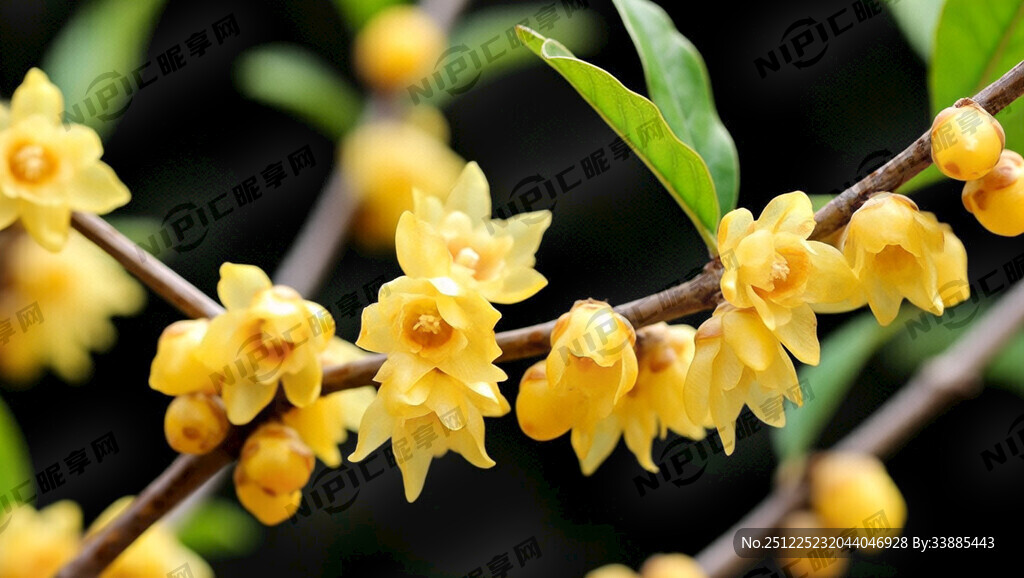 用金色画一幅腊梅花版图  