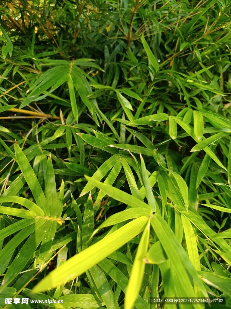 翠绿竹叶 