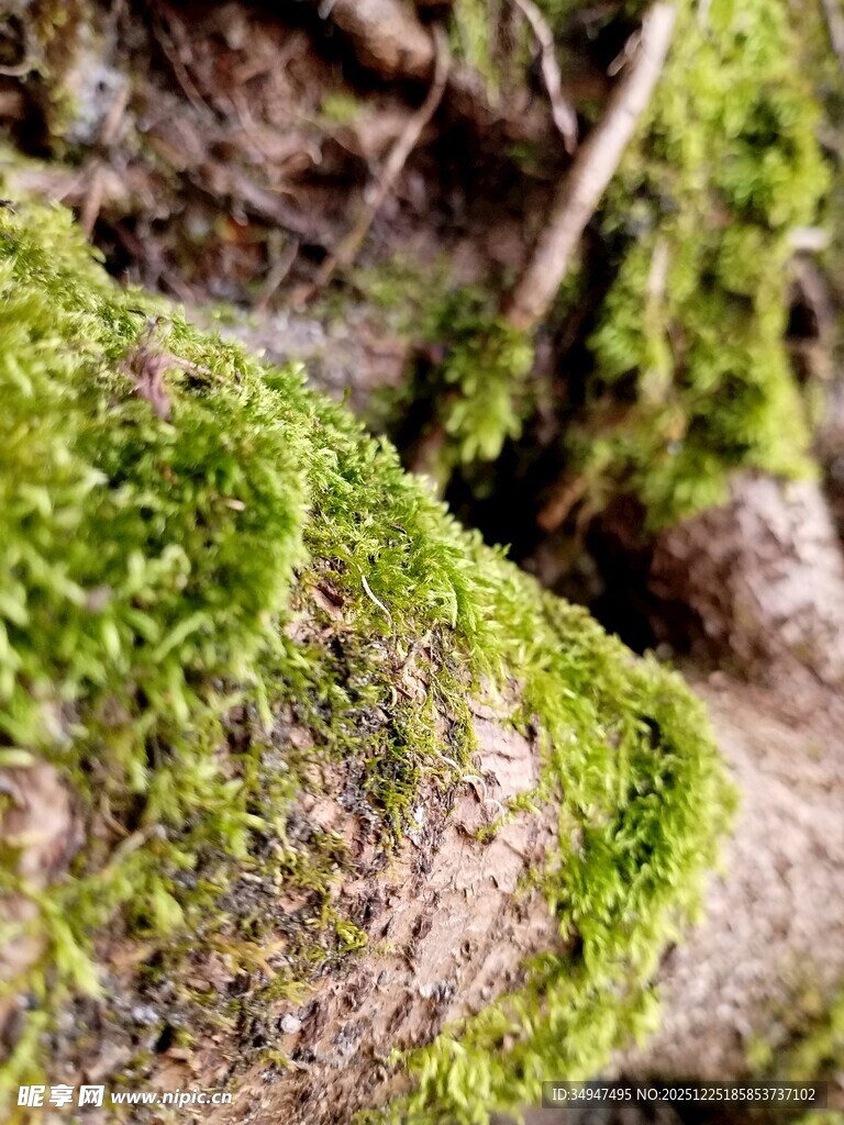树干上的翠绿苔藓