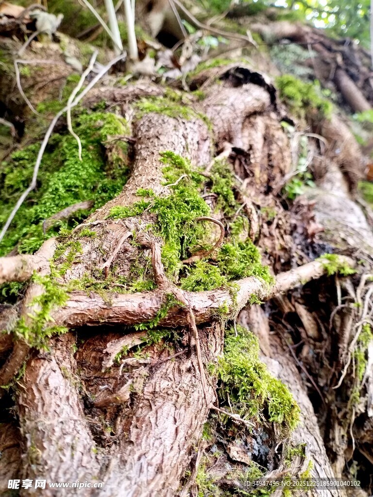 盘根错节的苔藓覆盖树根