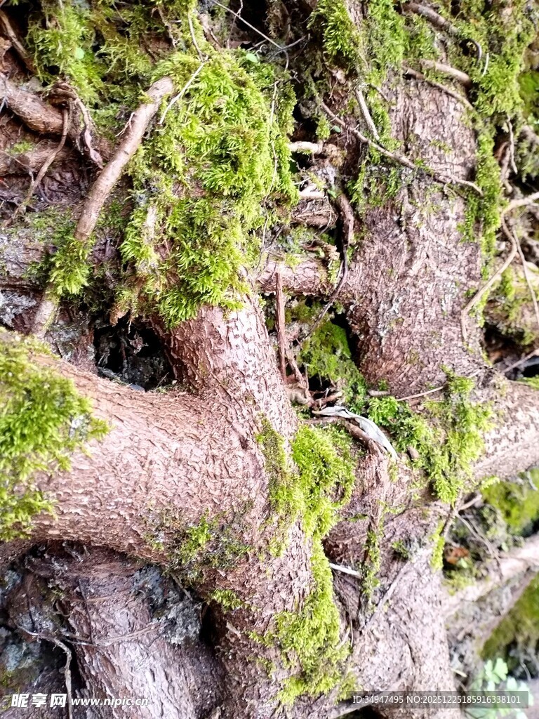 缠绕树根上的翠绿苔藓