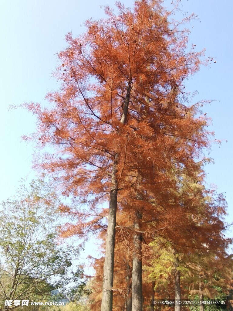 秋日红杉树美景