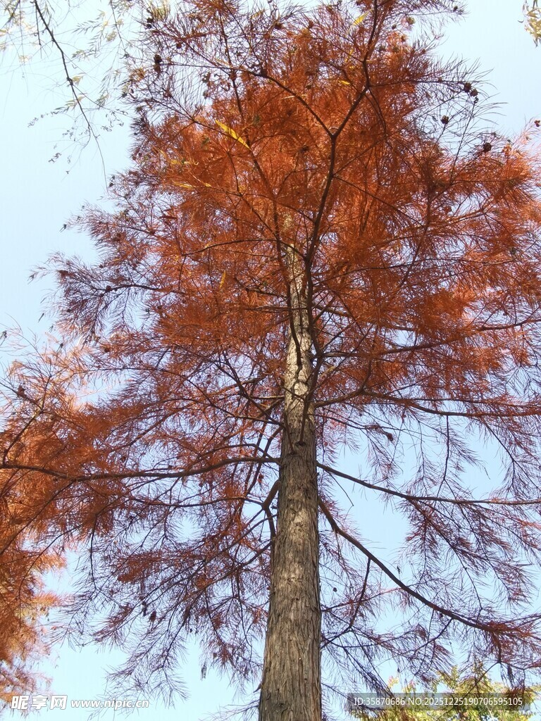 秋日红杉树挺拔身姿
