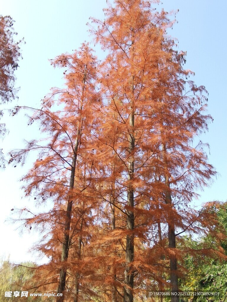 秋日红杉树美景