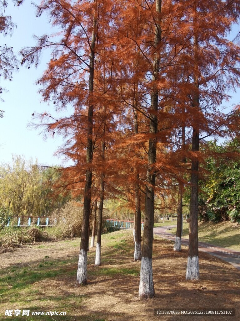 秋日红杉林美景