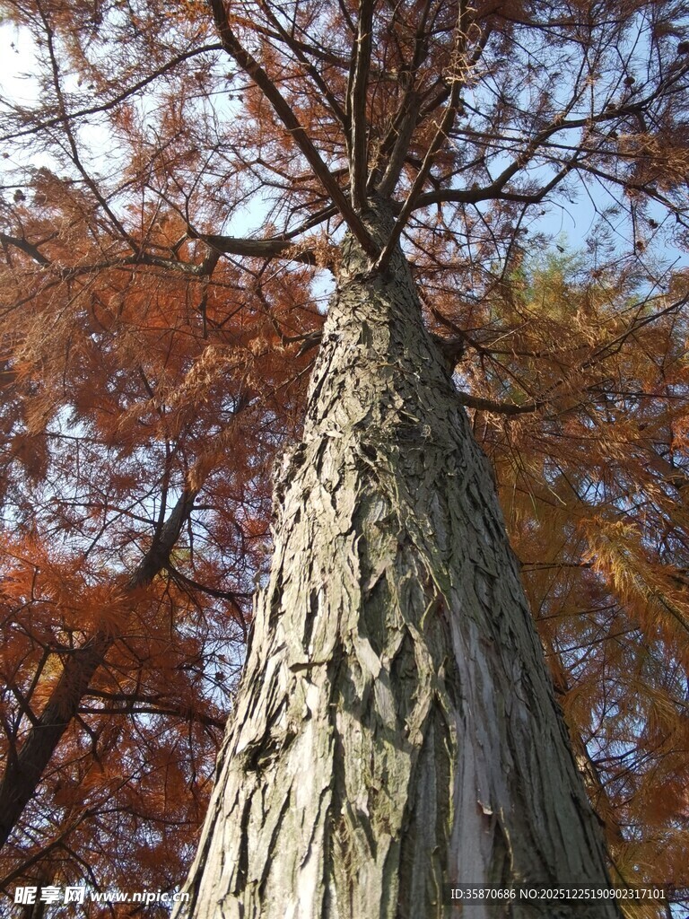 高大挺拔的古老树木