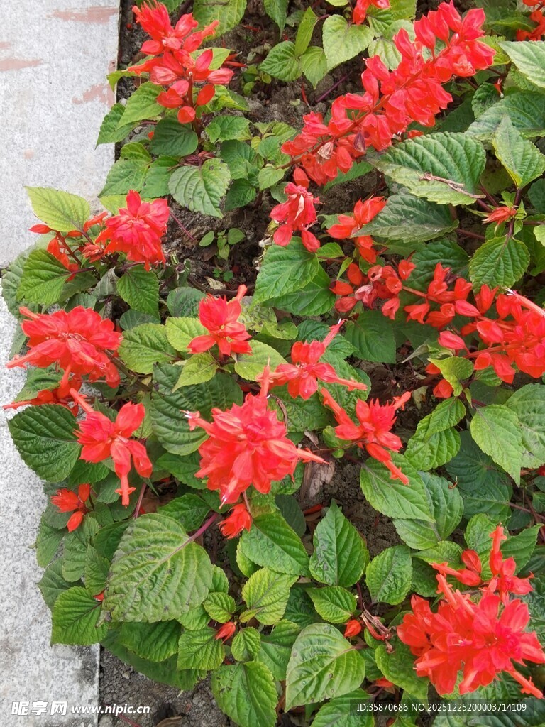 鲜艳红花朵朵绽放