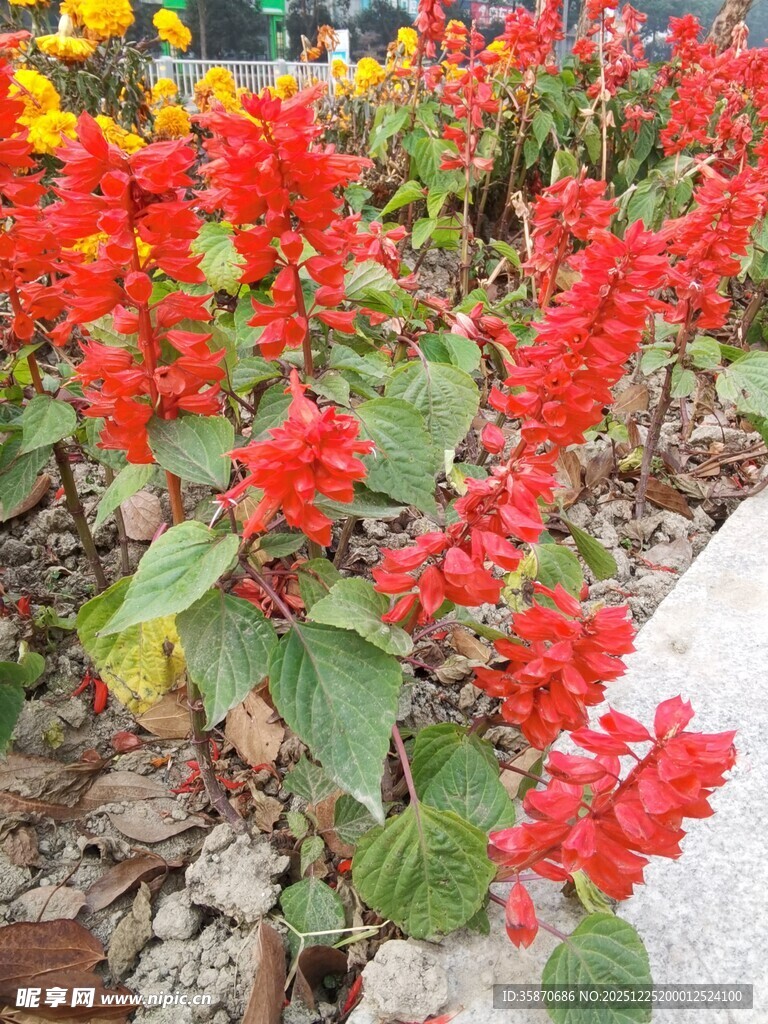 鲜艳串串红绽放生机