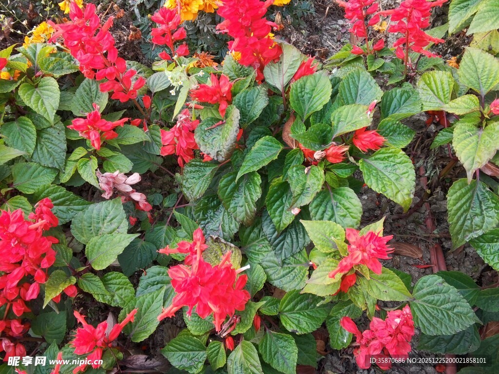 鲜艳红穗花绽放绿叶间