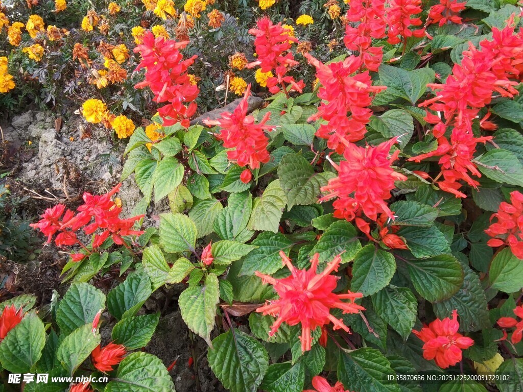 鲜艳串串红绽放绿叶间