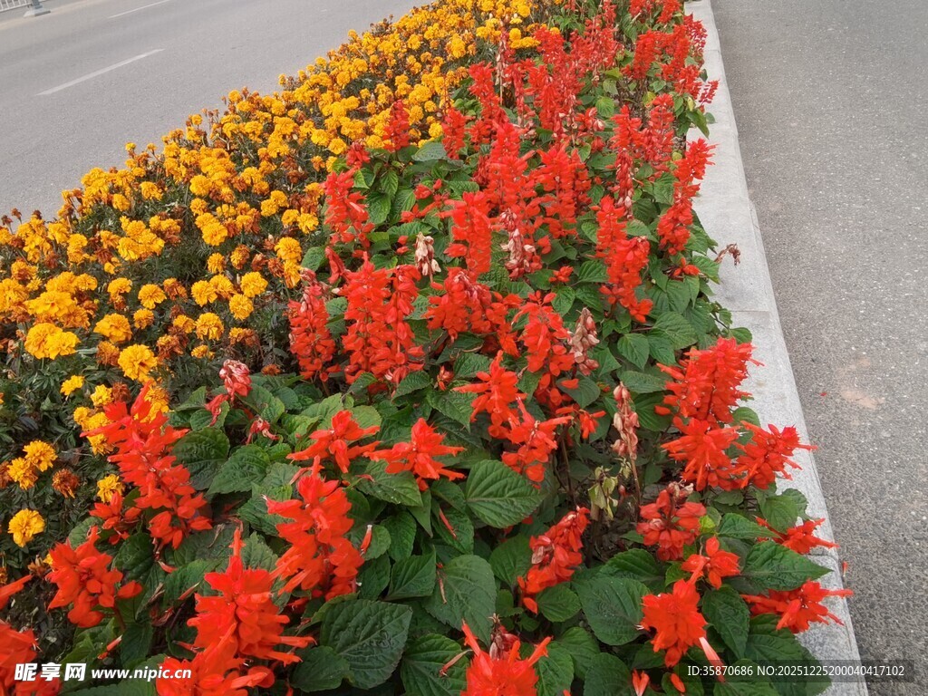 多彩花卉装点道路