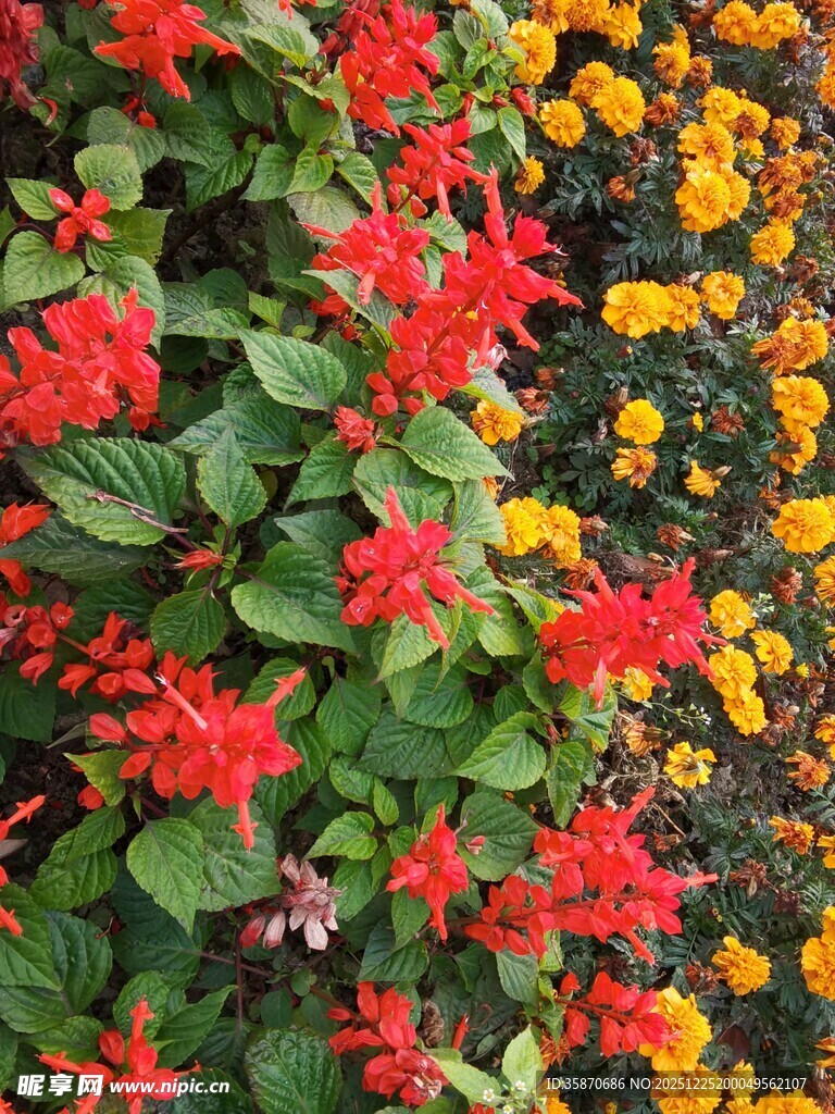 多彩花卉绽放生机