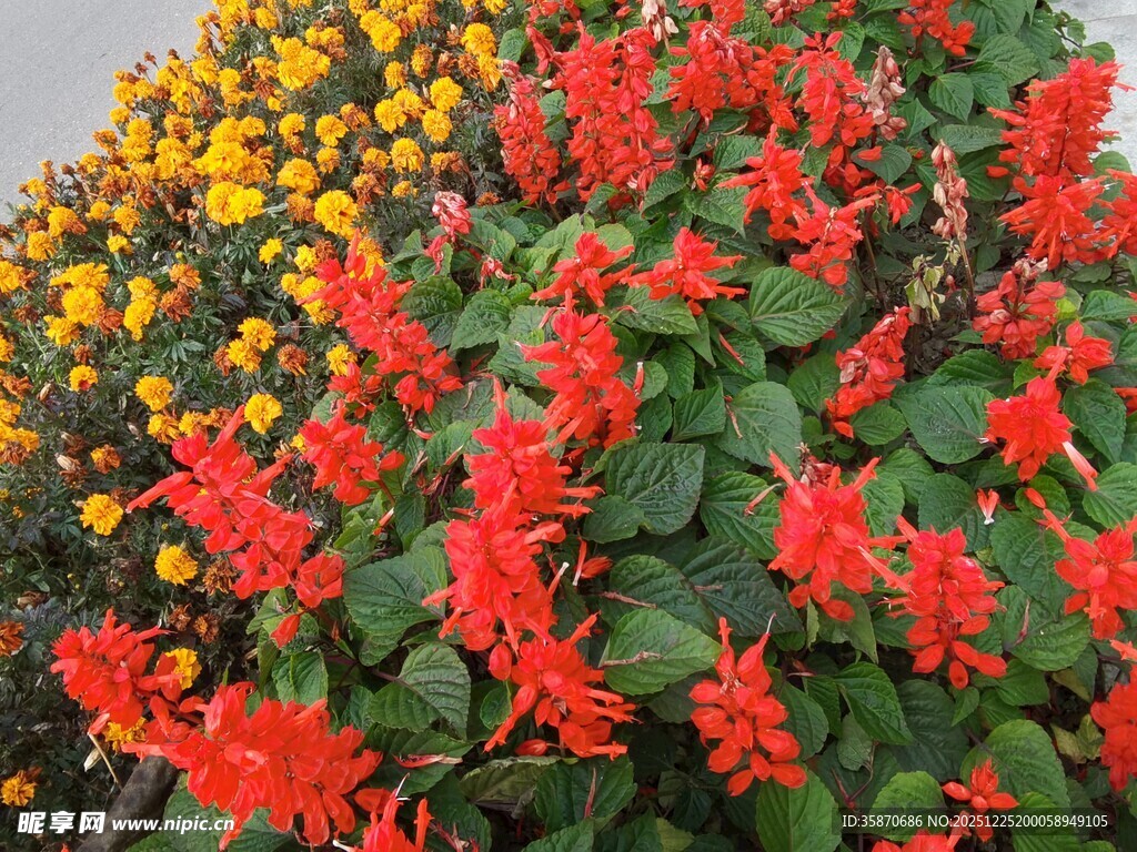 多彩花卉装点美丽景致