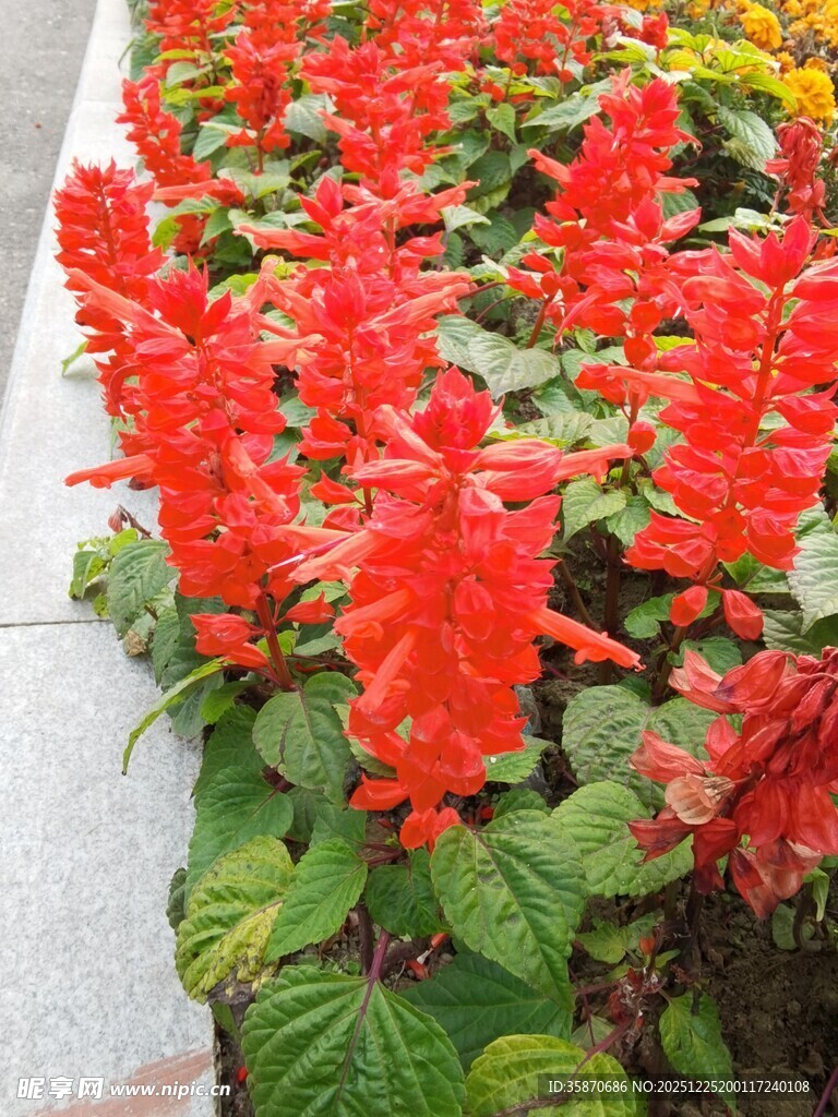 鲜艳串串红绽放生机