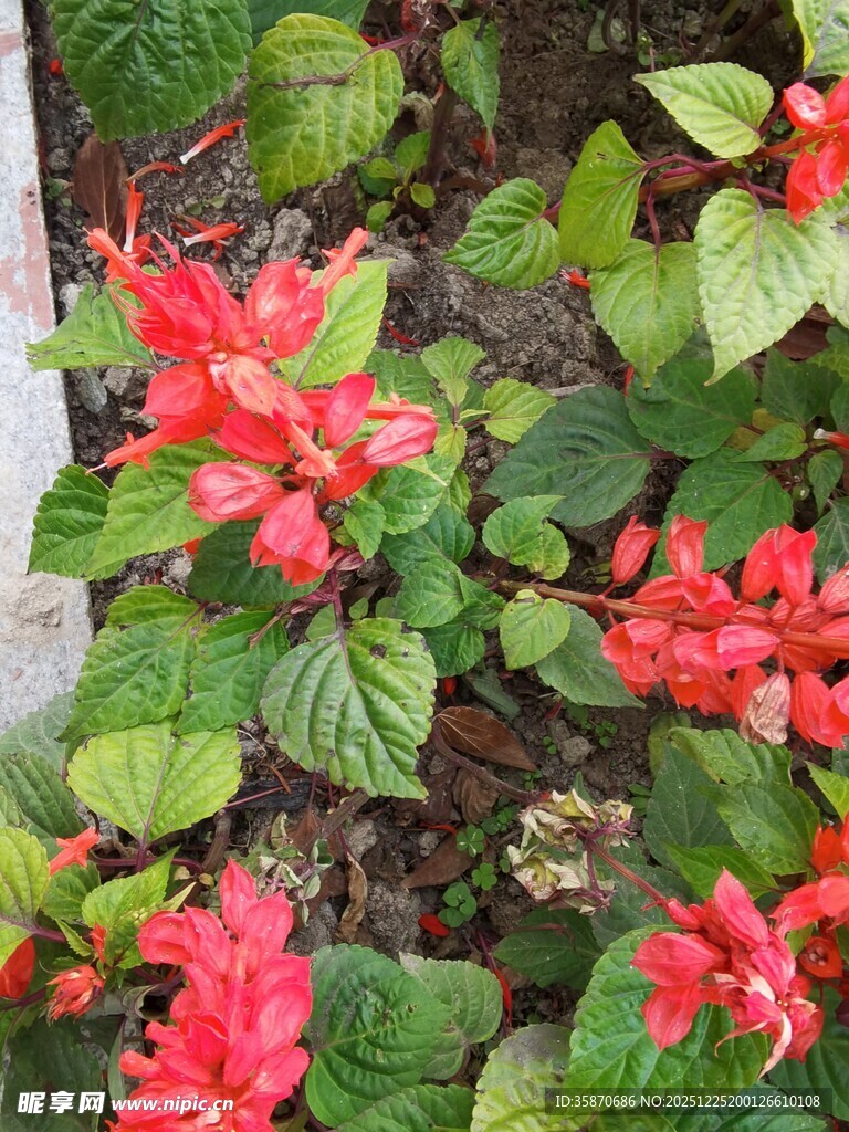 鲜艳红色花卉植物绽放