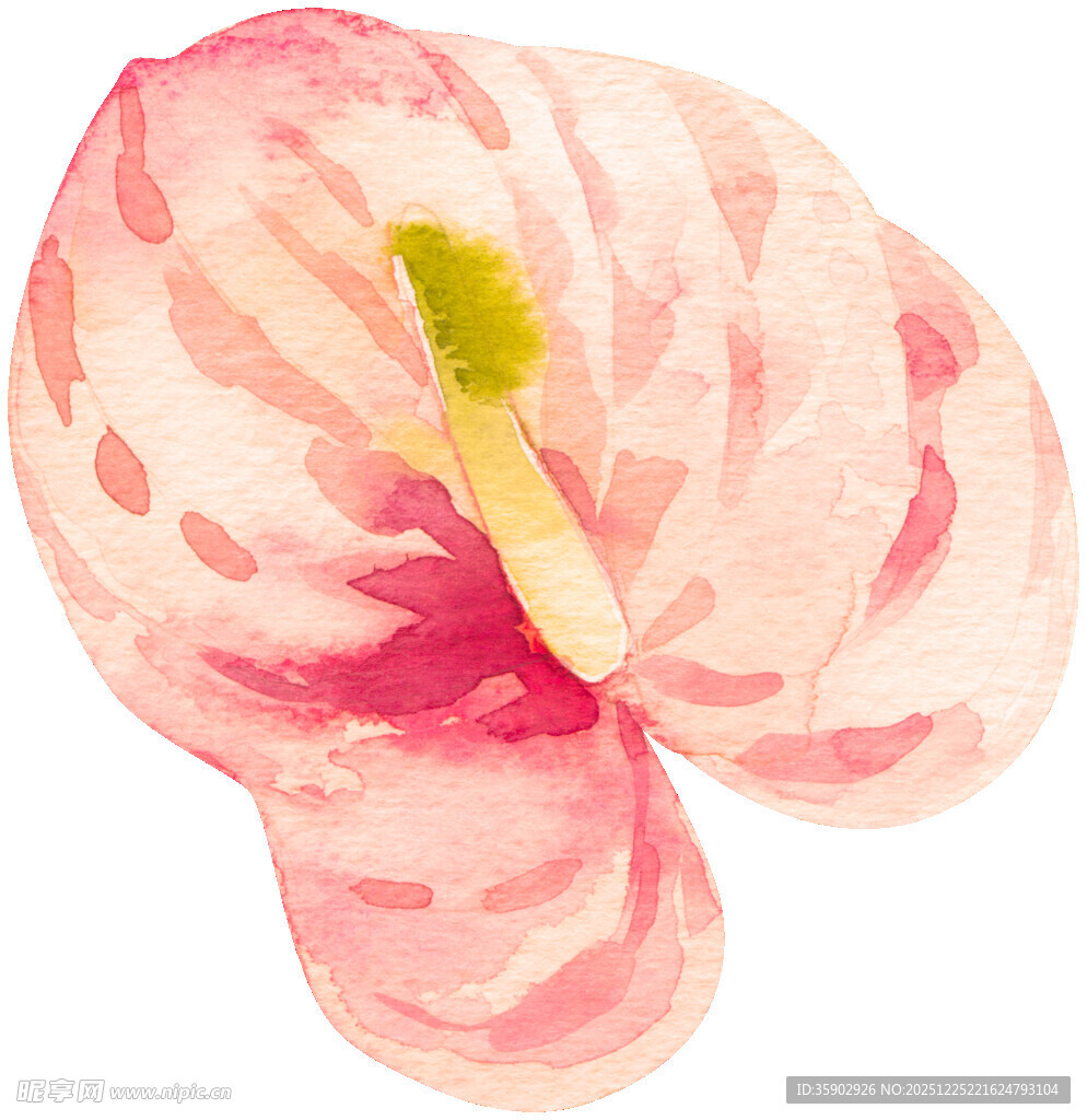 粉色水彩绘红掌花朵