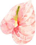 粉色水彩绘红掌花朵