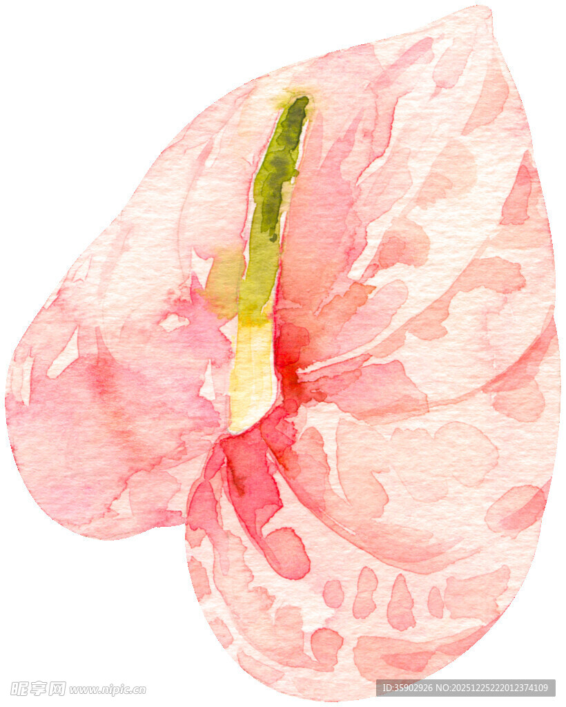 粉色水彩绘红掌花朵