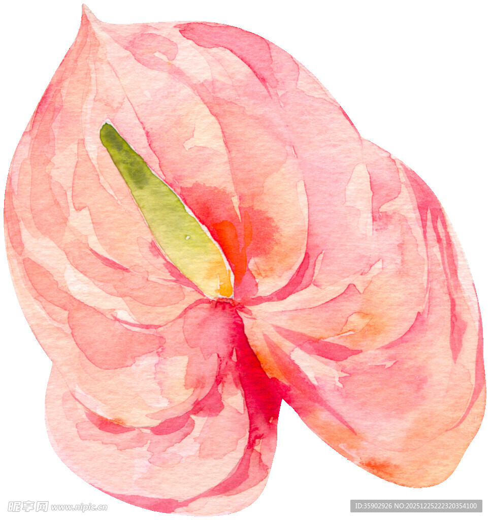 粉色水彩绘制的红掌花朵