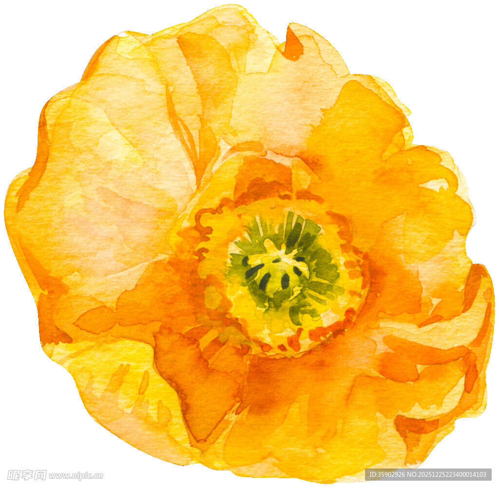 水彩绘黄色花朵