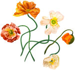 手绘多彩花插画