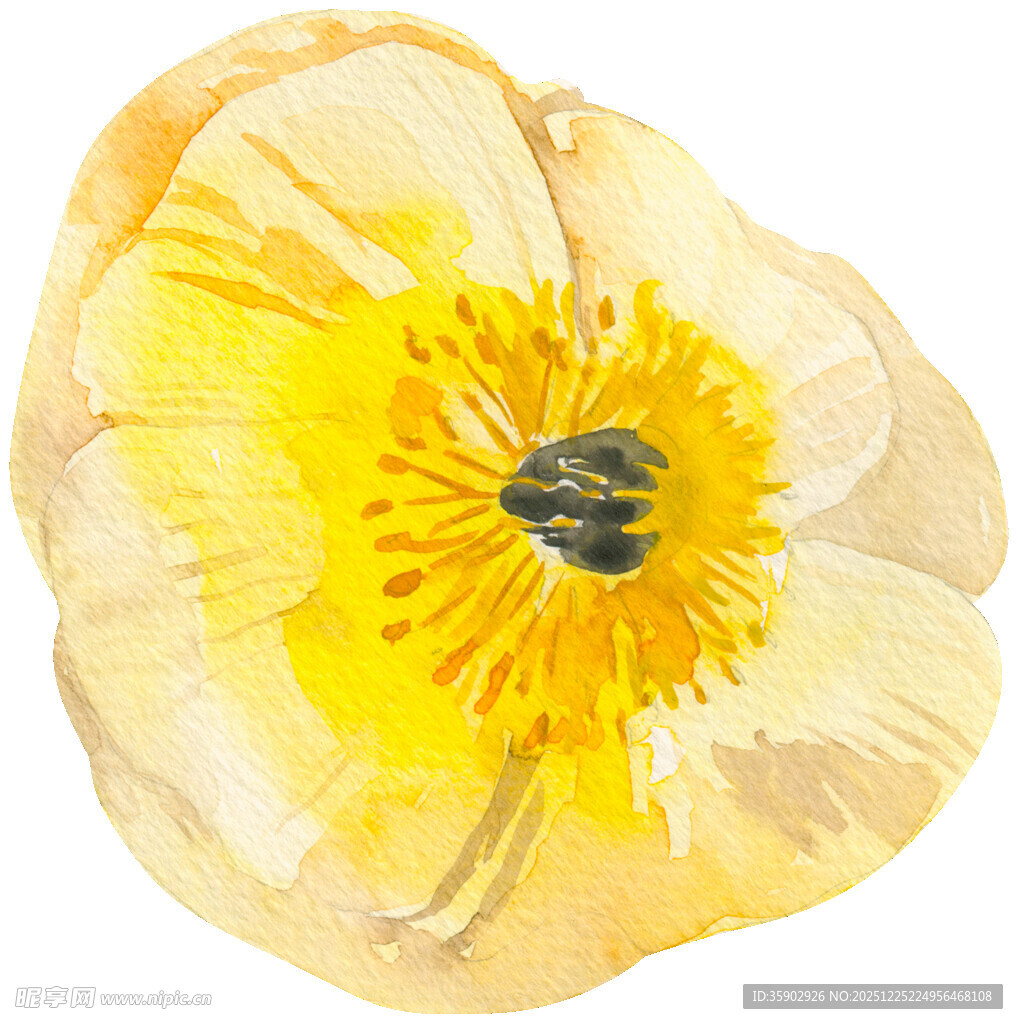 水彩绘黄色花朵特写